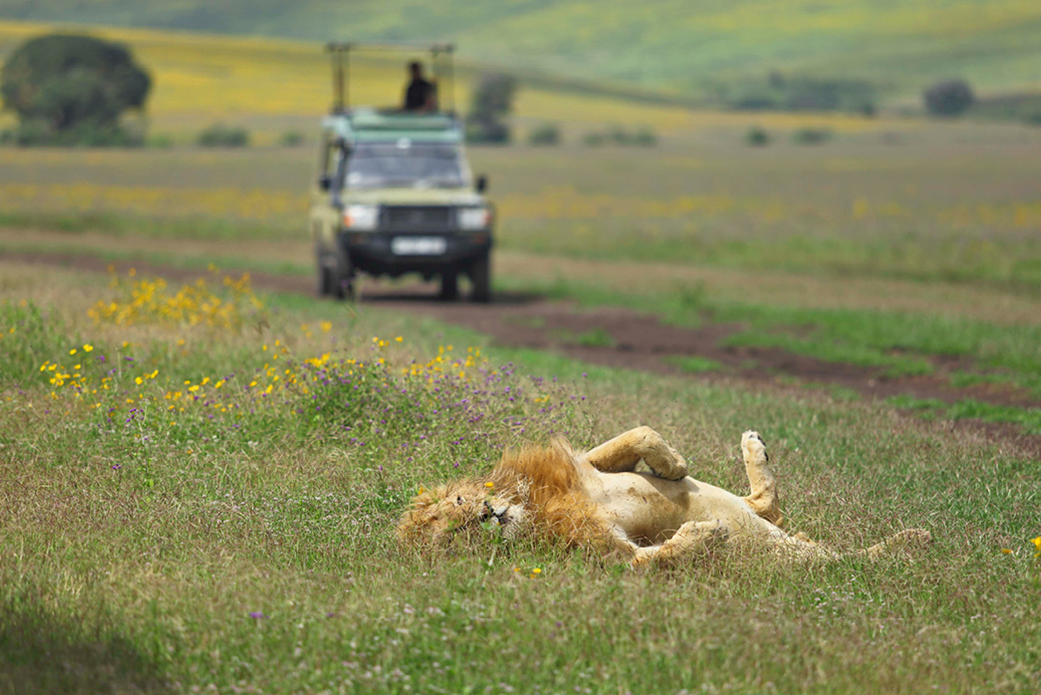 Lion sighting on a Ngorongoro game drive